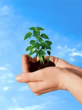 Small plant 스톡 사진
