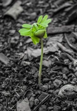 Small plant Stock Photos