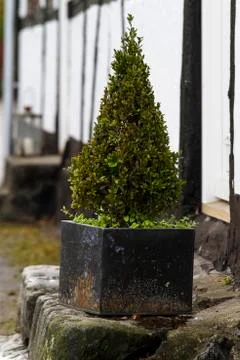 Small plant Stock Photos