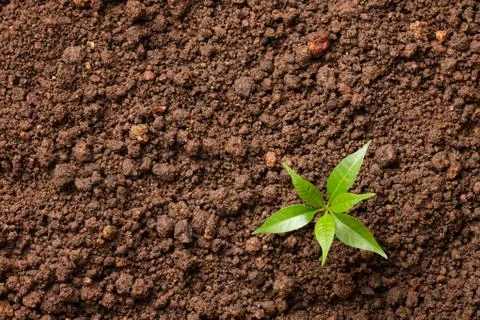 Small plant Stock Photos