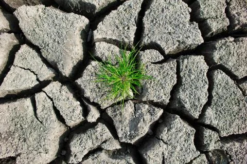 Small plant Stock Photos