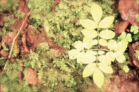 Small plant Stock Photos