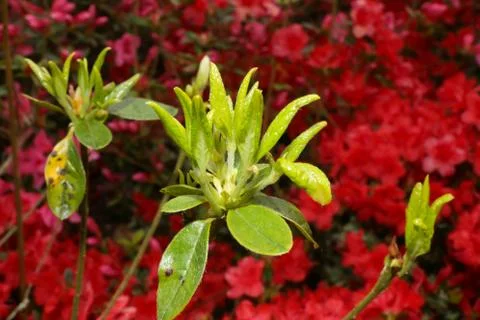 Small plant Stock Photos
