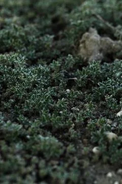 Small plant Stock Photos