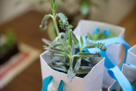 Small plant Stock Photos