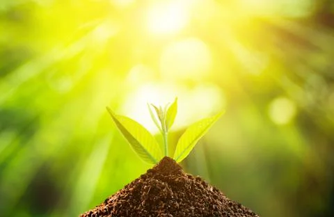 Small plant Stock Photos