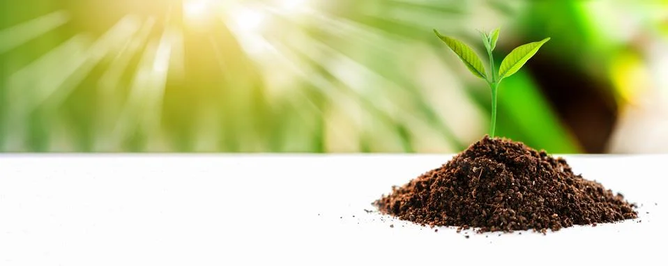 Small plant Stock Photos