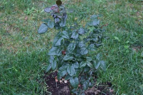 Small plant Stock Photos