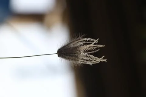 Small plant Stock Photos