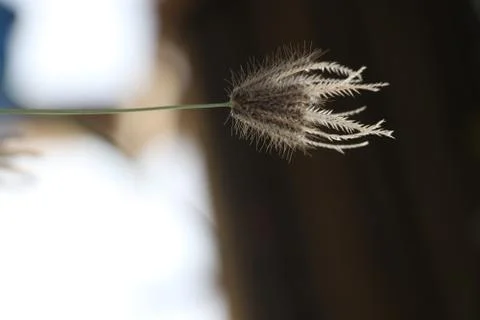 Small plant Stock Photos