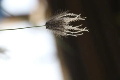 Small plant Stock Photos