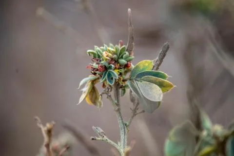 Small plant Stock Photos