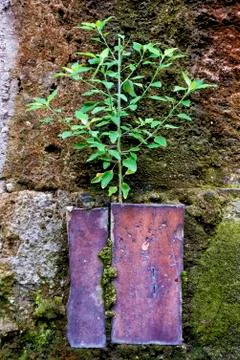 Small plant Stock Photos