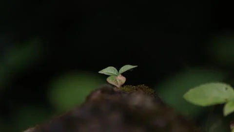 Small plant 스톡 사진