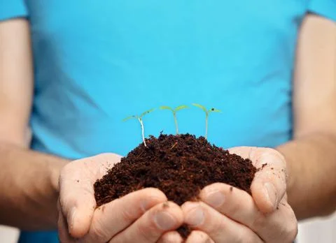Small plant Stock Photos