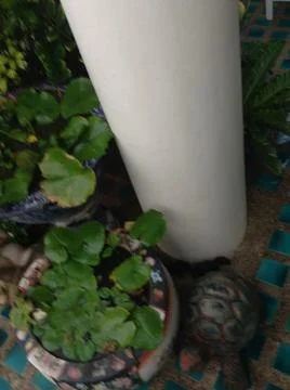 Small plant Stock Photos