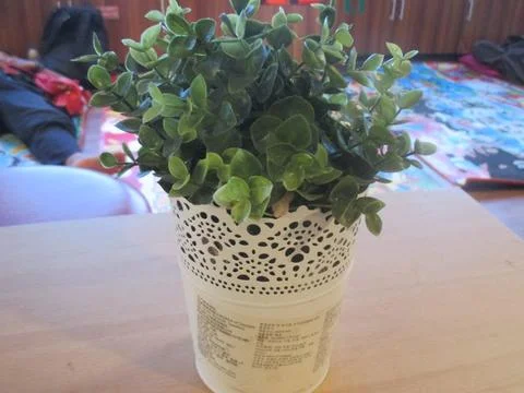 Small Plant 스톡 사진