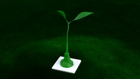 A small plant plugged into the ground grows Stock Footage 144104424