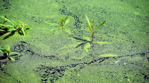 Small Plant in Pond Stock Footage 40205033
