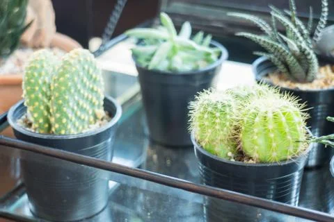 Small plant pot displayed beside the window Stock Photos