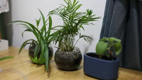A small plant pot displayed in the window Stock Footage 74729072