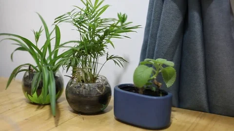 A small plant pot displayed in the window Stock Footage 74729111