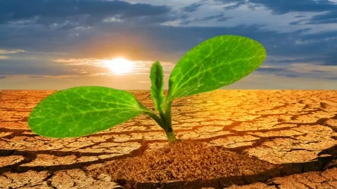Small plant pushing through a dry earth time lapse scene Stock Footage 306757342