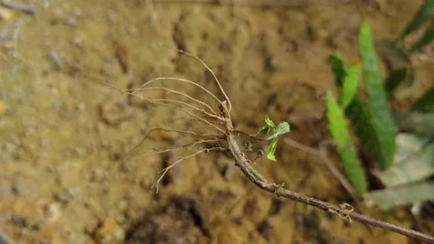 Small Plant Root System on Sandy Soil Surface Video stock 311513620