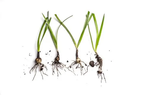 Small Plant with root on white Stock Photos