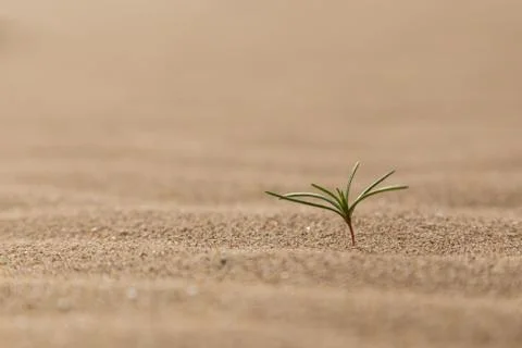 Small plant on the sand Stock-Fotos