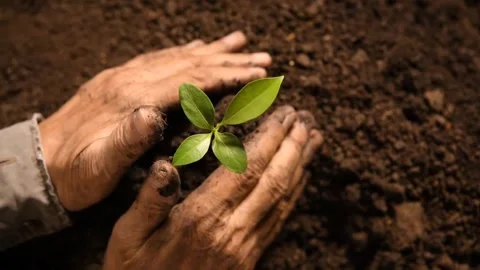 Small plant seedling Stock Footage 267821476