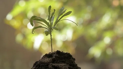 Small plant spinning on a background defocused Stock Footage 77659602