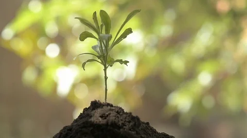 Small plant spinning on a background defocused Stock Footage 77659634