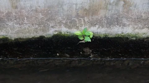 Small Plant Sprout Growing On Mossy Wall Edge Above Running Water Stream Stock Footage 344739413
