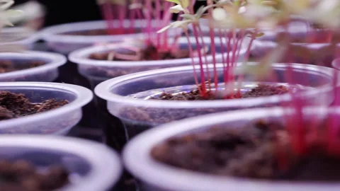 Small plant sprouts in plastic cups. Stock Footage 164053382