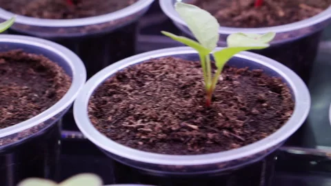 Small plant sprouts in plastic cups. Stock Footage 165434491