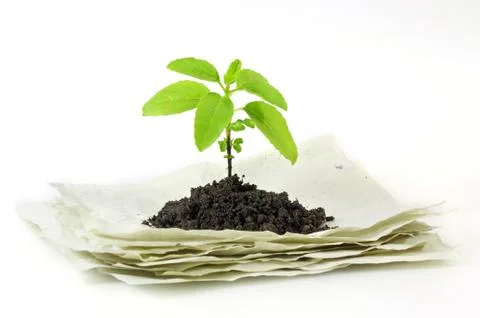Small plant on stack of recycle paper Stock Photos