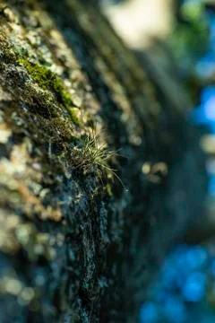 Small plant stuck in the tree. Stock Photos