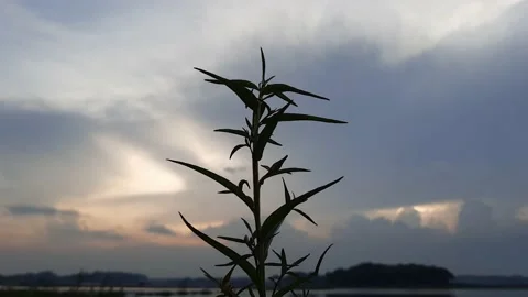 Small Plant Swaying In The wind With Beutiful Sky Colour. Vídeo Stock 167326252