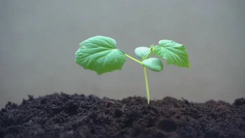 Small plant sways in the wind Stock Footage 136481220