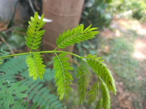 Small plant with tender fresh Green leaves shoots Stock Photos