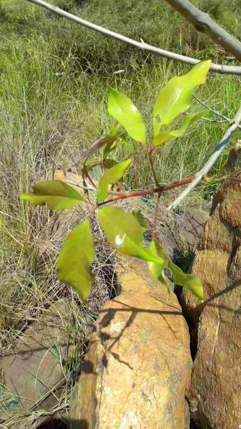 Small plant with thin leaves Video stock 127622558