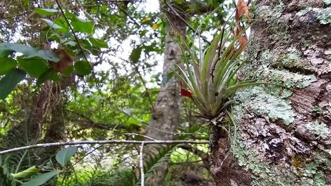 Small plant on tree bark Foto stock