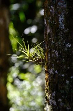 Small plant in a tree Stock Photos