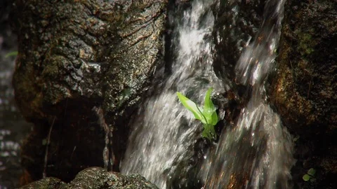 Small plant on a waterfall Video stock 125397177