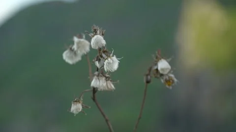 The small plant with white flowers Stock Footage