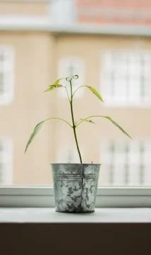 Small plant in window Foto stock