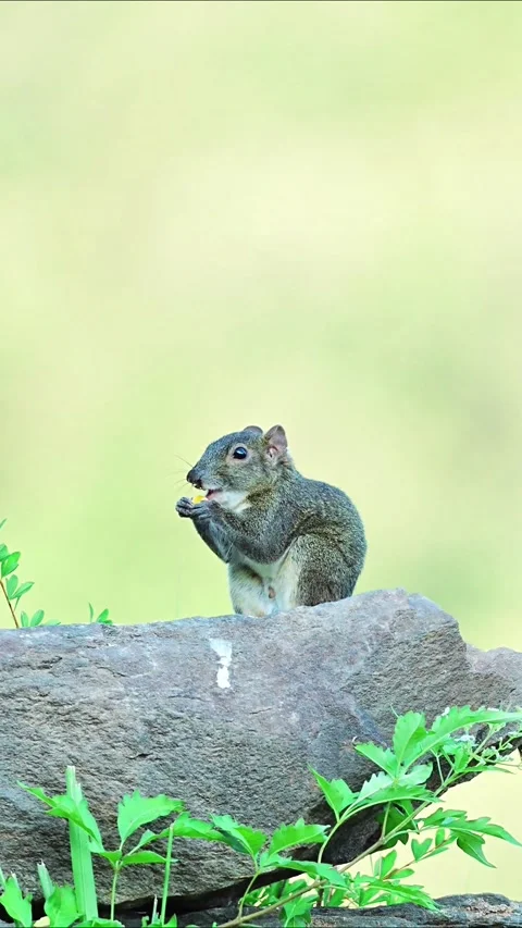 Small Plantain Squirrel Sitting on a Stone and Eating Seeds Vidéo 330319043