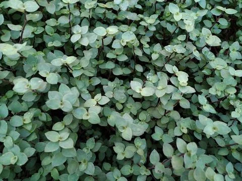 Small Plants 1 Stock Photos