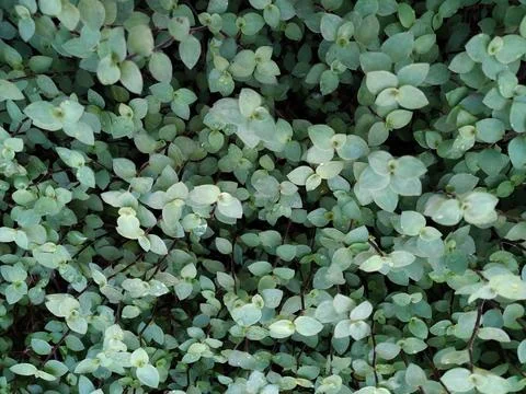 Small Plants 2 Stock Photos